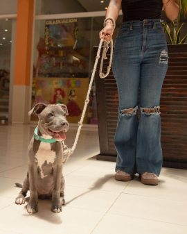 ¡Aquí tus mascotas también son parte de la familia! En Centro Maya, disfruta de un paseo con tu